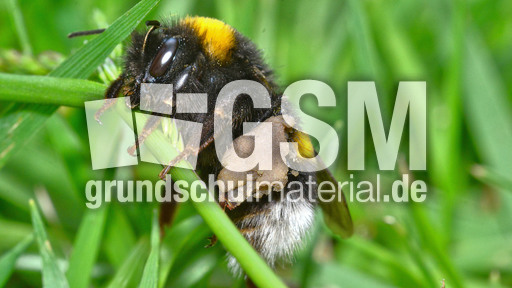 Dunkle_Erdhummel (2).jpg